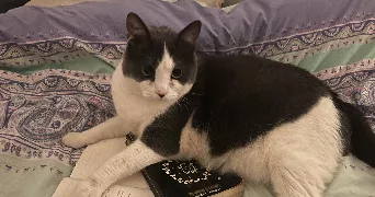 charlie pet sitter à TOURCOING 59200