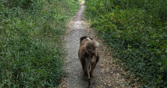 celine pet sitter à SEYSSINS 38180_7