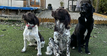 charlotte pet sitter à NEUVILLE SUR VANNE 10190_1