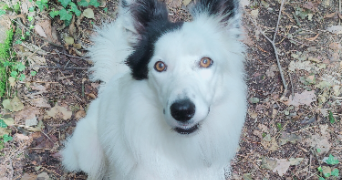 nicolas pet sitter à BRESSON 38320_2