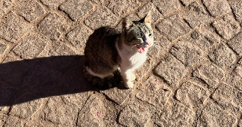victoria cat sitter à PARIS 18 75018_2