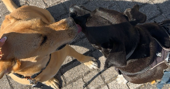 océane pet sitter à CARLING 57490_3