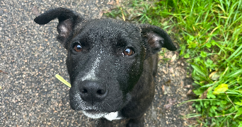 laurine pet sitter à LIGNIERES 10130_4