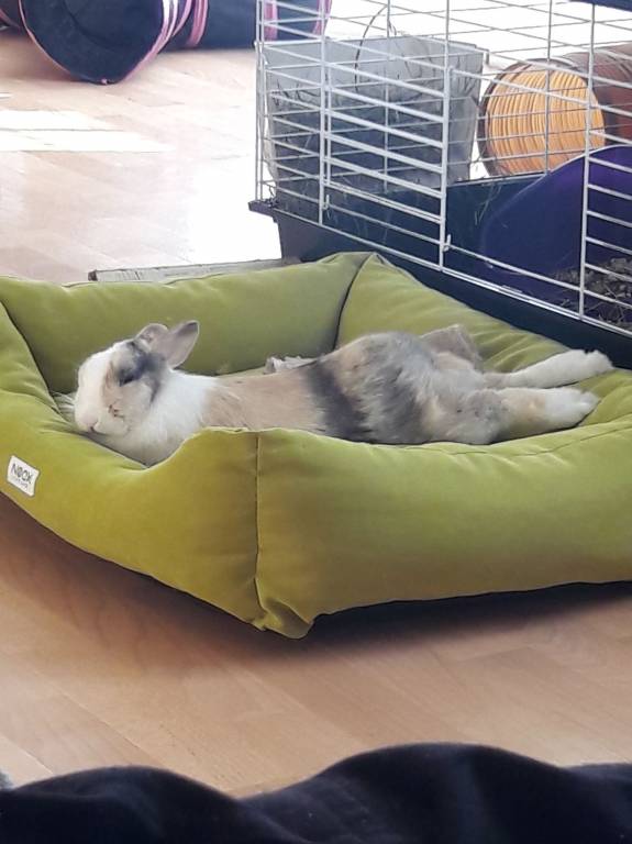 maéliss pet sitter à Osny 95520_4