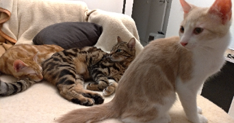 cécilia pet sitter à RENNES 35000_5