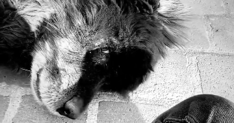 lucie  pet sitter à TOURS 37100_0