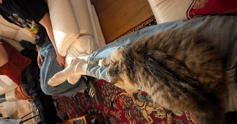 arthur cat sitter à AUBAGNE 13400_2