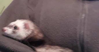 manon pet sitter à DURSTEL 67320_2