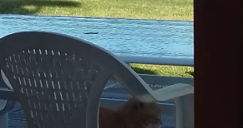 stephane pet sitter à MONTFERRAT 38620
