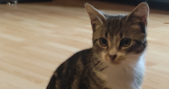 sabrina pet sitter à ST PIERRE EN AUGE 14170_1