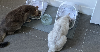 maud pet sitter à ST CYR L ECOLE 78210_4