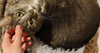 anastasia pet sitter à MEUDON 92190_2