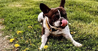 gabrielle pet sitter à KINGERSHEIM 68260_1