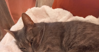 estelle pet sitter à LA BAUME DE TRANSIT 26790_2
