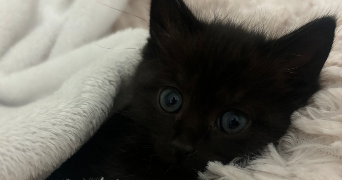 eva pet sitter à CHAMPCUEIL 91750_3