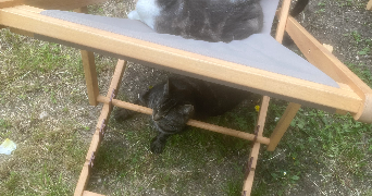 quentin pet sitter à NANCY 54000_0