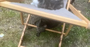 quentin pet sitter à NANCY 54000