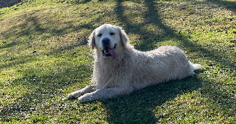 celia pet sitter à TOULOUSE 31000_1