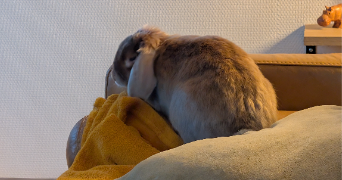 margot pet sitter à TALENCE 33400_9