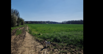 célestine pet sitter à ST ETIENNE 42000_2