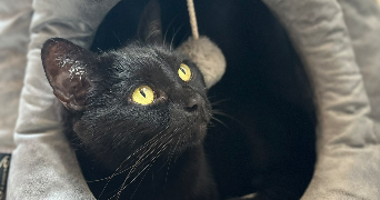 blandine pet sitter à AUBAGNE 13400_5