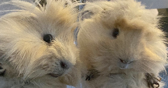 isabelle pet sitter à AIGREFEUILLE 31280_0