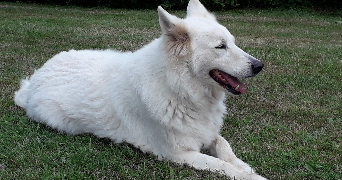 emeline pet sitter à ASNIERES SUR SEINE 92600_3