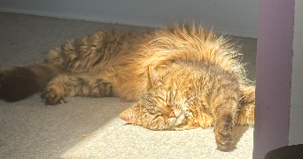 armance pet sitter à POITIERS 86000_1