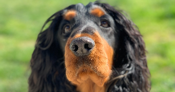 montana pet sitter à CORBERON 21250_6