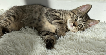 louisa pet sitter à BOULOGNE BILLANCOURT 92100_2