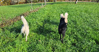 audrey pet sitter à RIBERAC 24600_0