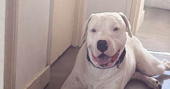laurent pet sitter à HUNINGUE 68330_8