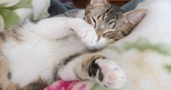 sarah pet sitter à VILLEJUIF 94800_0