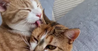 caroline pet sitter à CHOLET 49300