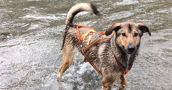 manon pet sitter à OGEU LES BAINS 64680_3