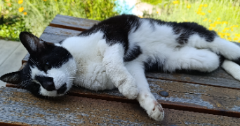 severine pet sitter à RIVE DE GIER 42800_4