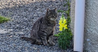 tatiana pet sitter à MINIAC MORVAN 35540_3