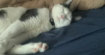 agathe pet sitter à MARSEILLE 16 13016