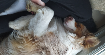 apolline pet sitter à VERSAILLES 78000_0