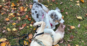 floriane dog sitter à JARVILLE LA MALGRANGE 54140_5