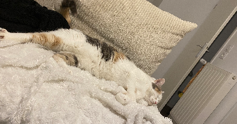 ludivine pet sitter à RENNES 35000_4