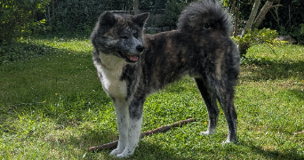 alicia et patricia pet sitter à TRILPORT 77470_5