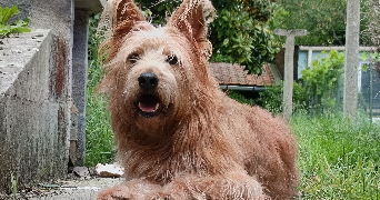 anaïs pet sitter à RONCHIN 59790_2