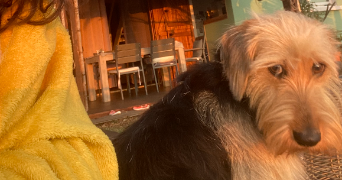 noa pet sitter à MONTPELLIER 34090_3