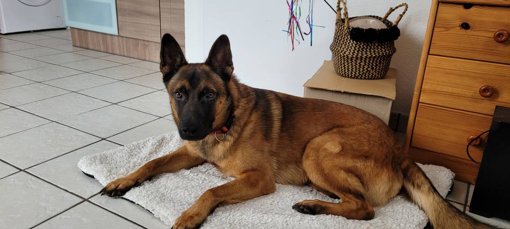Charline pet sitter à La Roche-sur-Yon 85000_6