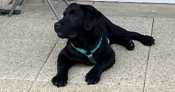 laetitia pet sitter à MONTIGNY LE BRETONNEUX 78180_4