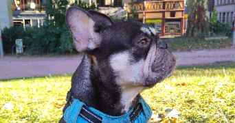 joanna pet sitter à ROUEN 76000_2