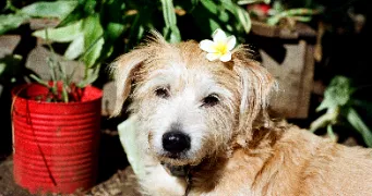 claire pet sitter à HILLION 22120