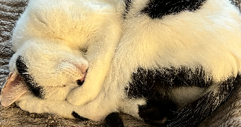lucie pet sitter à THEZA 66200_2