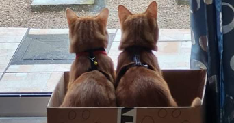 steeven pet sitter à LENS 62300_3